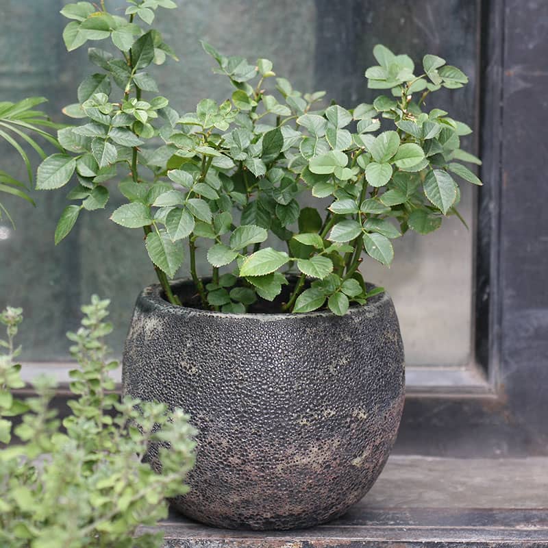 2943 Chậu Atlantic Trái Banh 22x22x17 M19