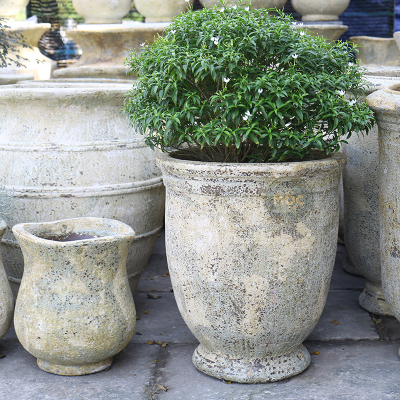 3259 Atlantic Tulip Miệng Bèo 34x34x37 M30 Màu Thời Đại