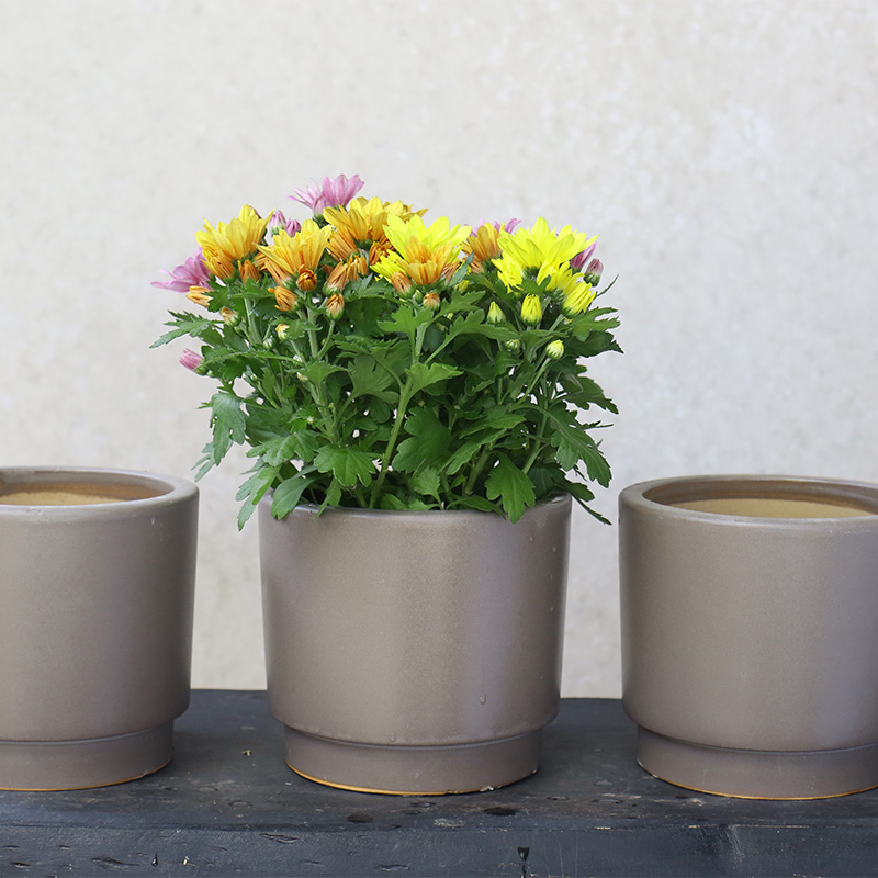 3438 Chậu Trụ Đáy Túm Men Lòng 18x18x15