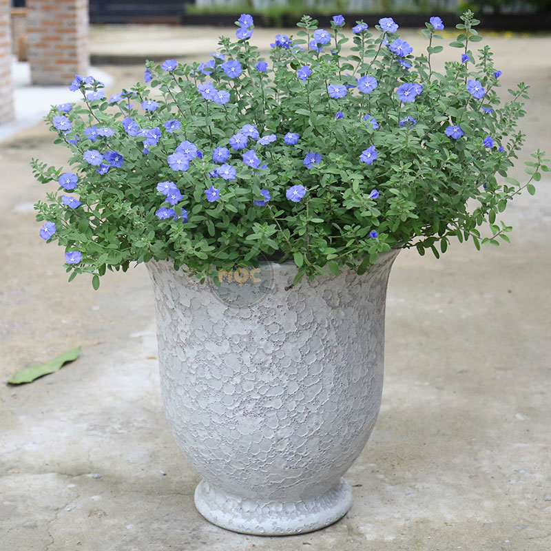 3609 Atlantic Ly Cúp 40x40x42