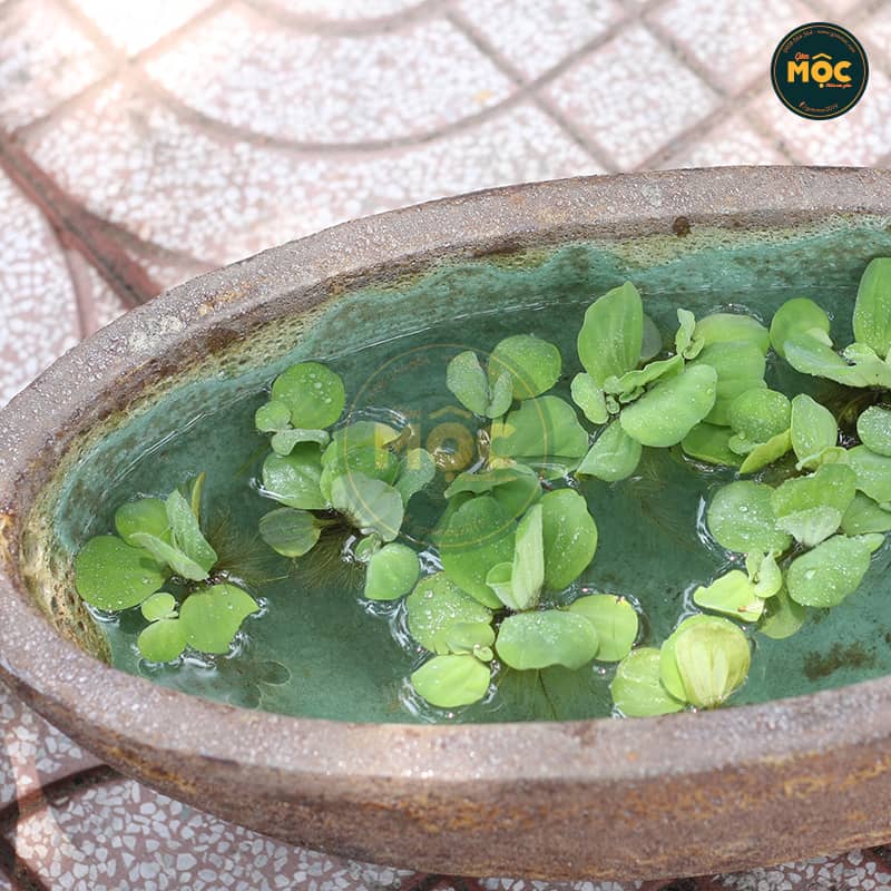 3170 Atlantic Thuyền Men Lòng 40x18x15