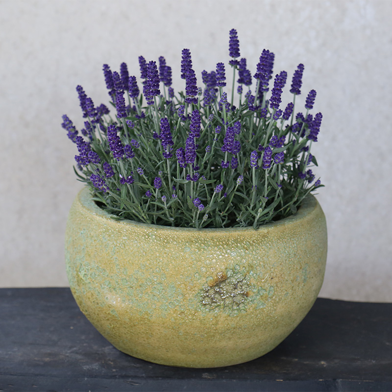 3216 Atlantic Tô Thấp 34x34x19 M30