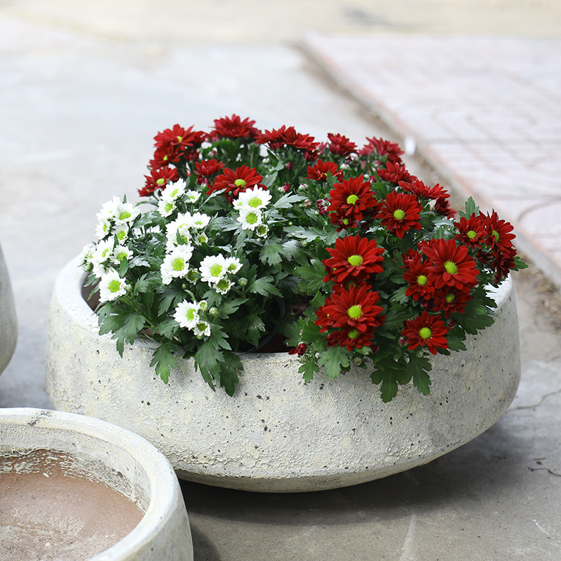 3233 Atlantic Tulip Thấp 44x44x16