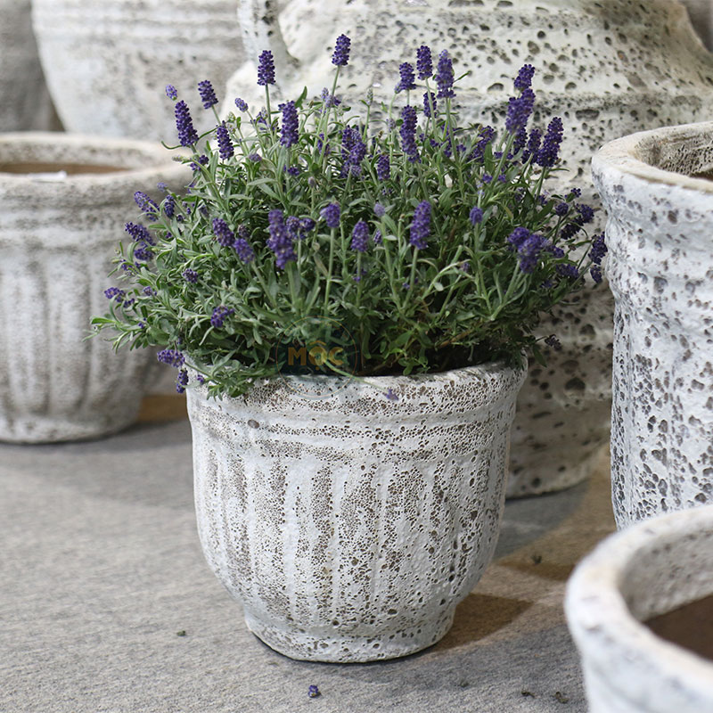 4052 Atlantic Chậu Bí Cao 35x35x30